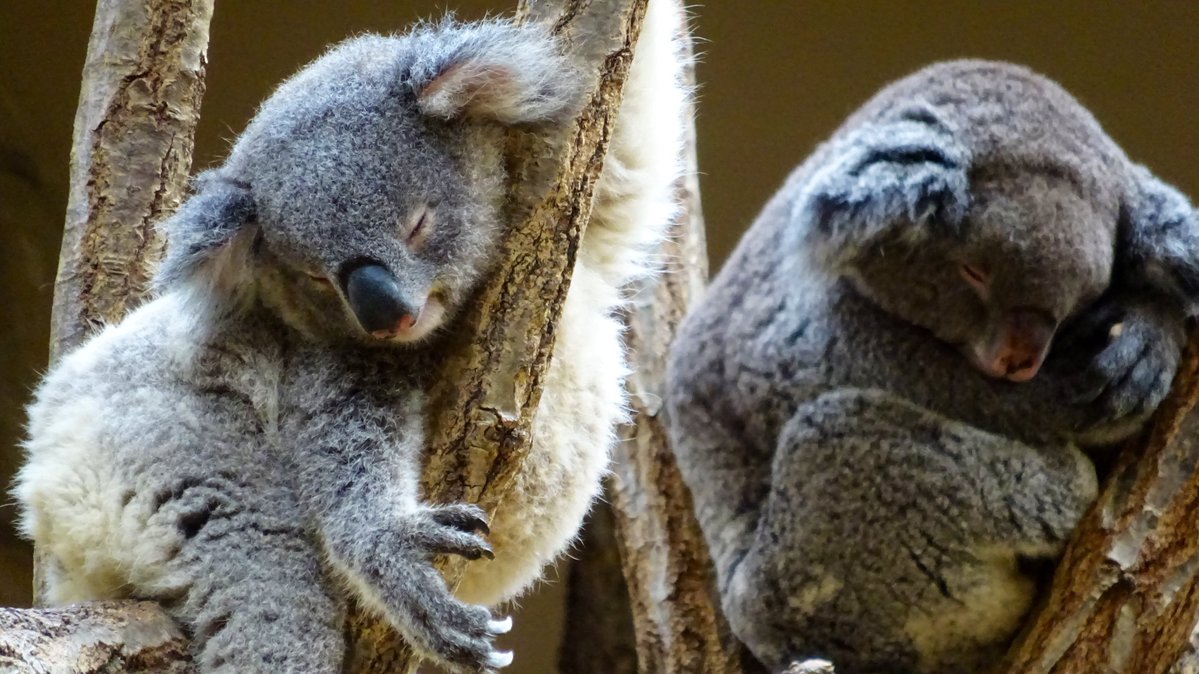 おいでよ名古屋@おいなご tweet media