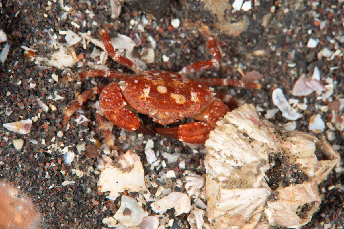 Crabs of Ose cape, Numazu, Shizuoka, Japan No.150
フトユビヒメオウギガニ
Paraxanthias pachydactylus (A. Milne-Edwards, 1867)
先端、水深9.5m、岩の下。甲幅1.5cmくらいのメス。
このカニは一回しか見たことがない。
#大瀬崎, #crab, #brachyura, #カニ, #蟹