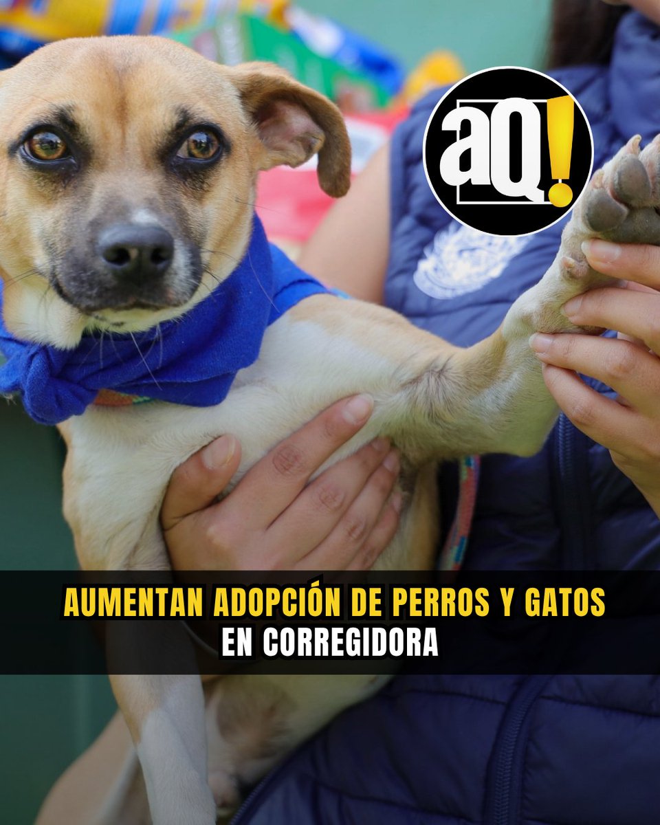 AlertaQro Noticias tweet media