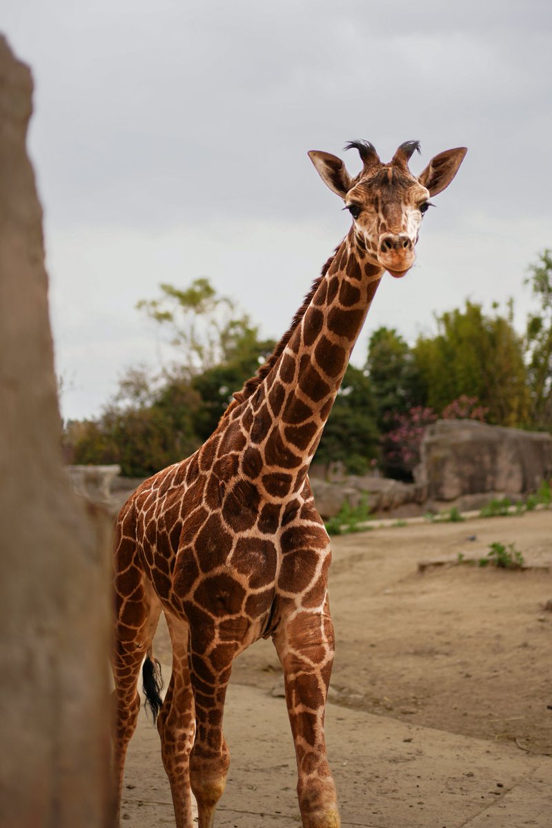 Julia Álvarez Icaza Ramírez tweet media