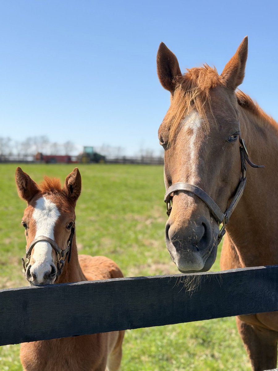 Shannon Corbett tweet media