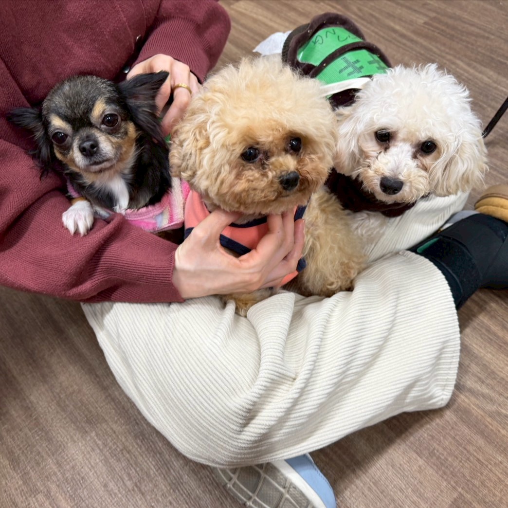 保護犬カフェ®立川店 tweet media