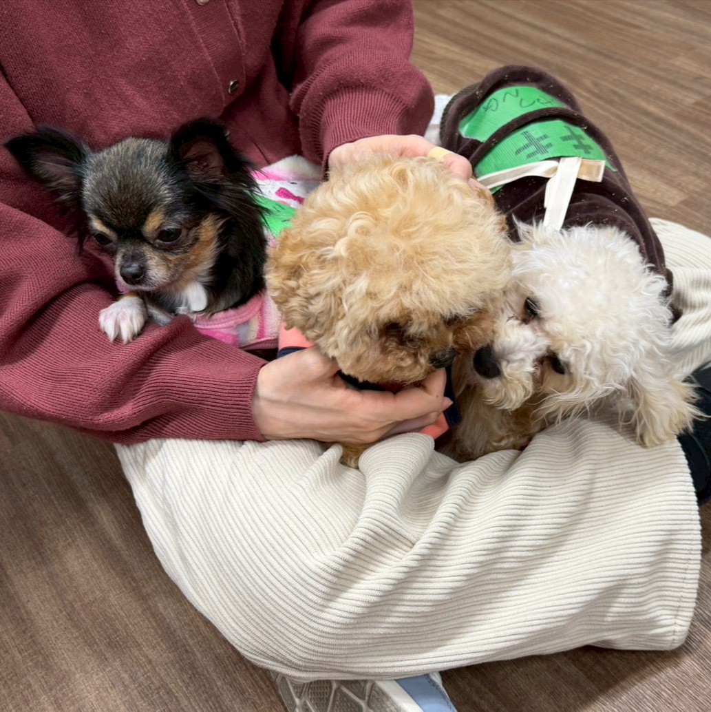 保護犬カフェ®立川店 tweet media