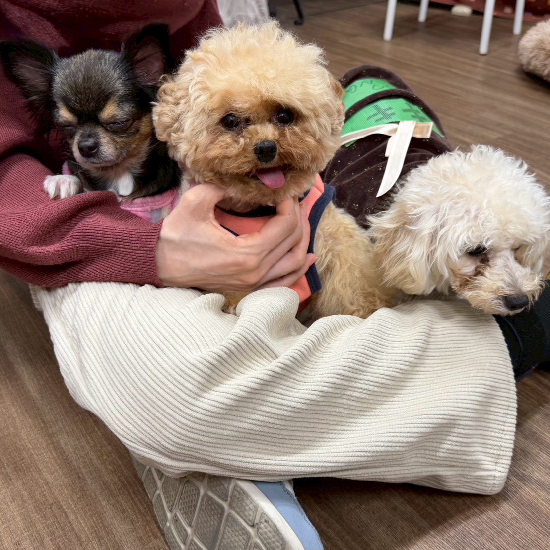 保護犬カフェ®立川店 tweet media