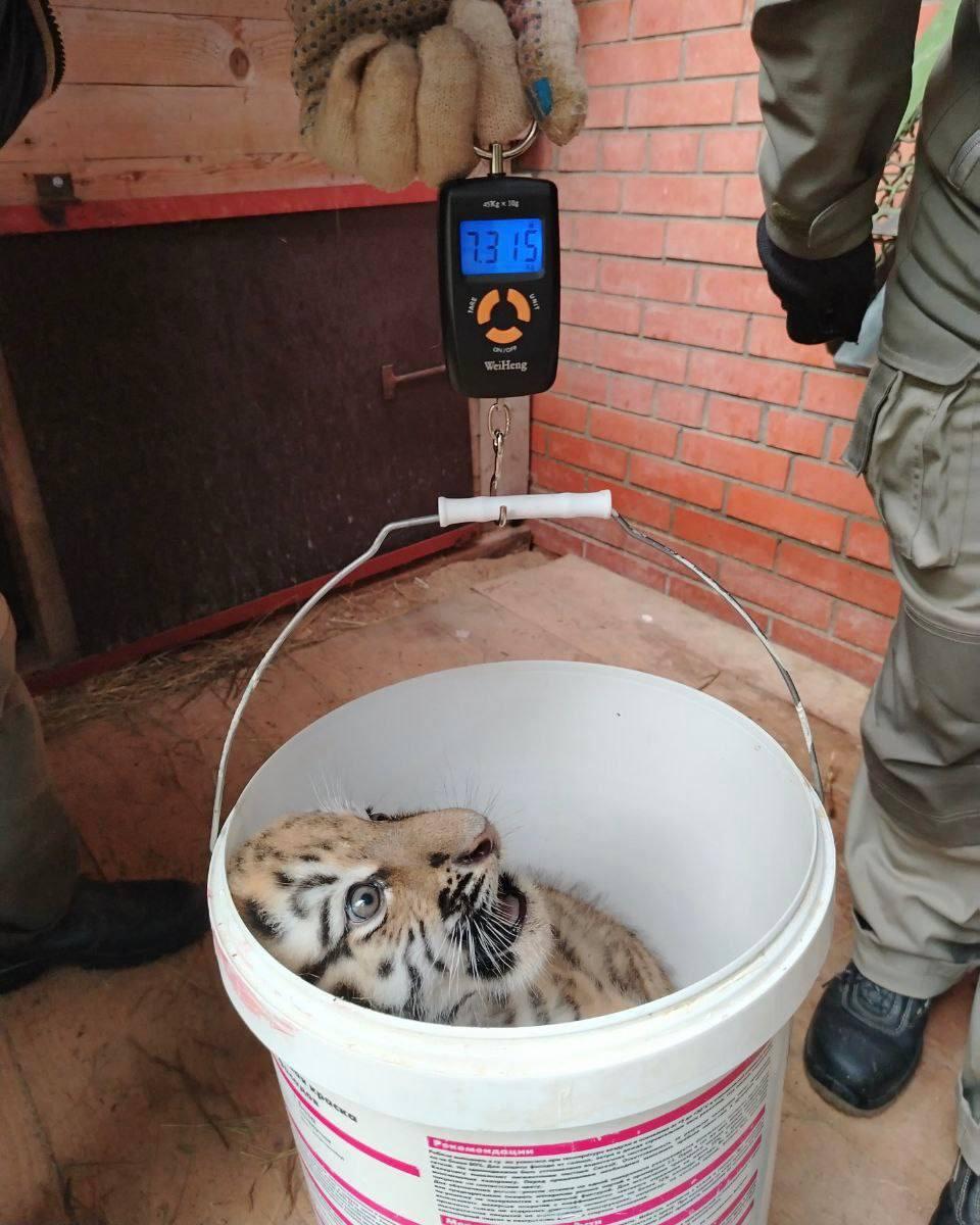 Russia 🇷🇺 tweet media