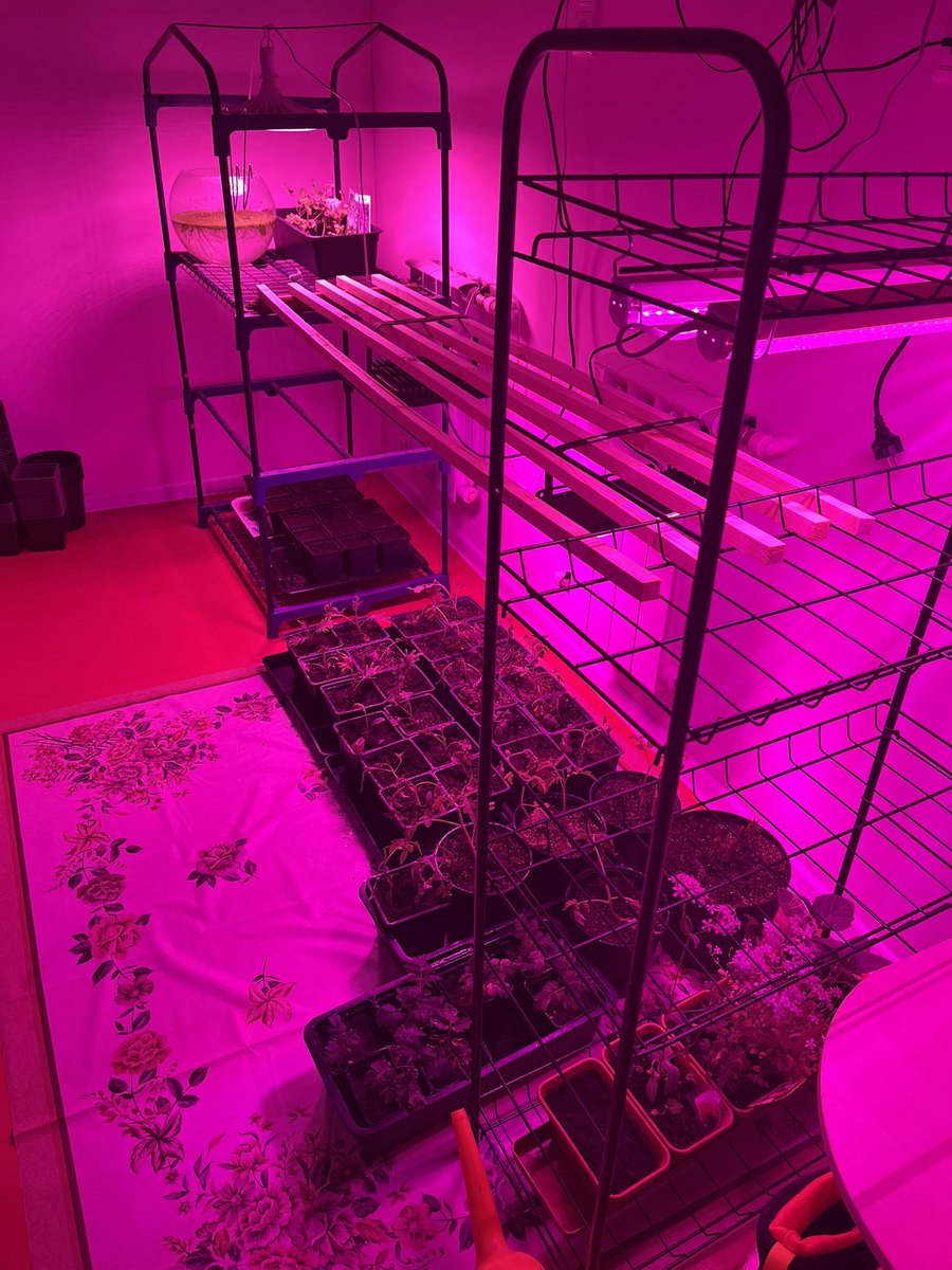 Невроз и котики😈😻 tweet media