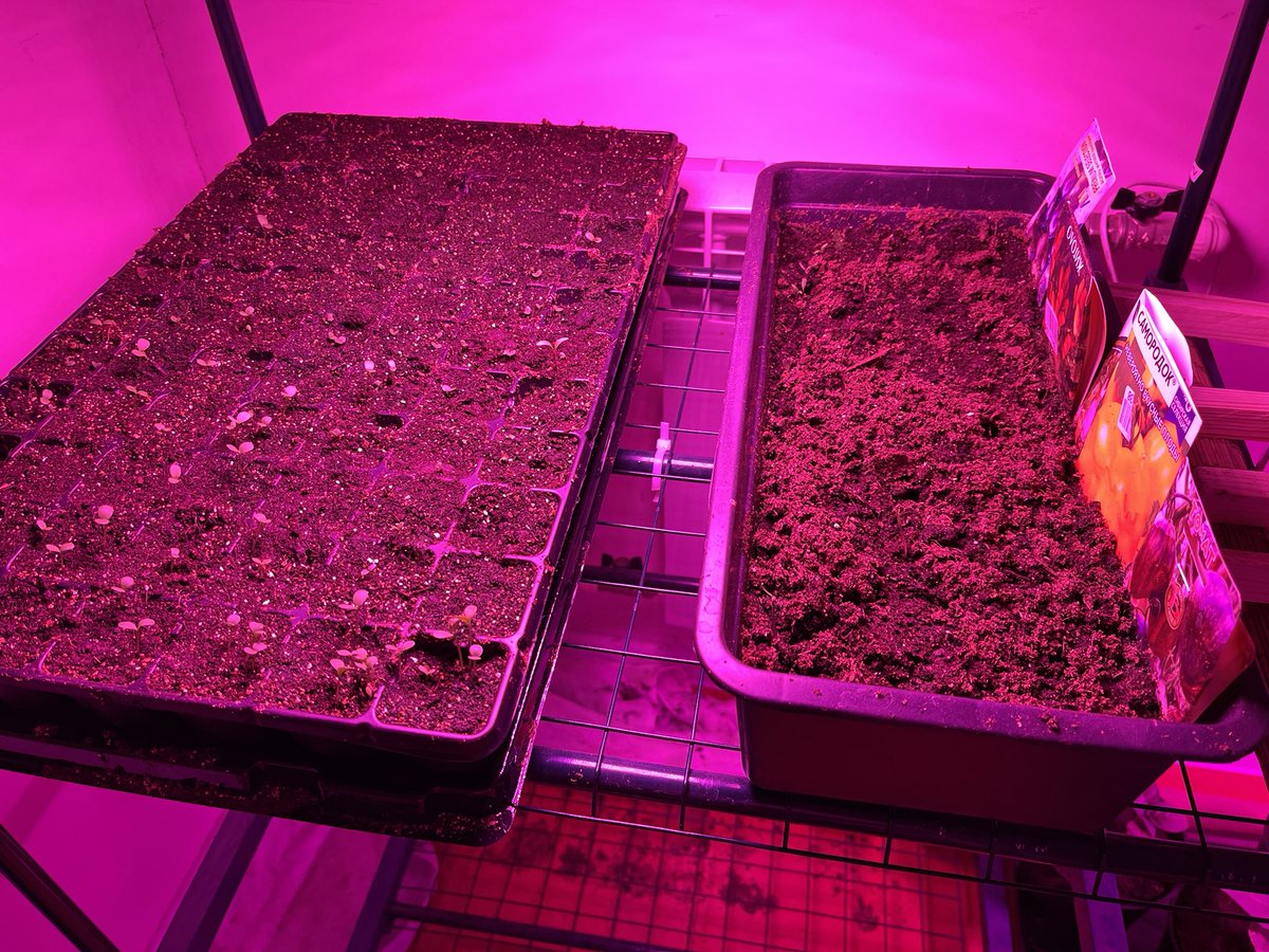 Невроз и котики😈😻 tweet media