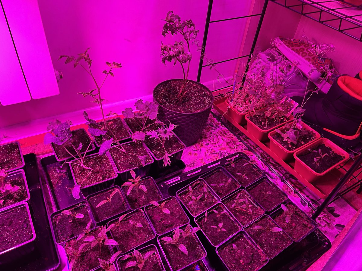 Невроз и котики😈😻 tweet media