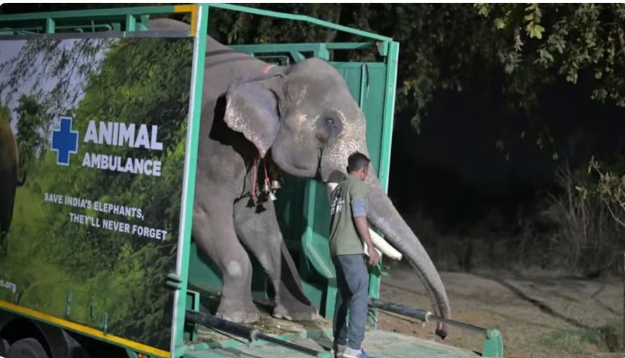 Au coeur des animaux tweet media