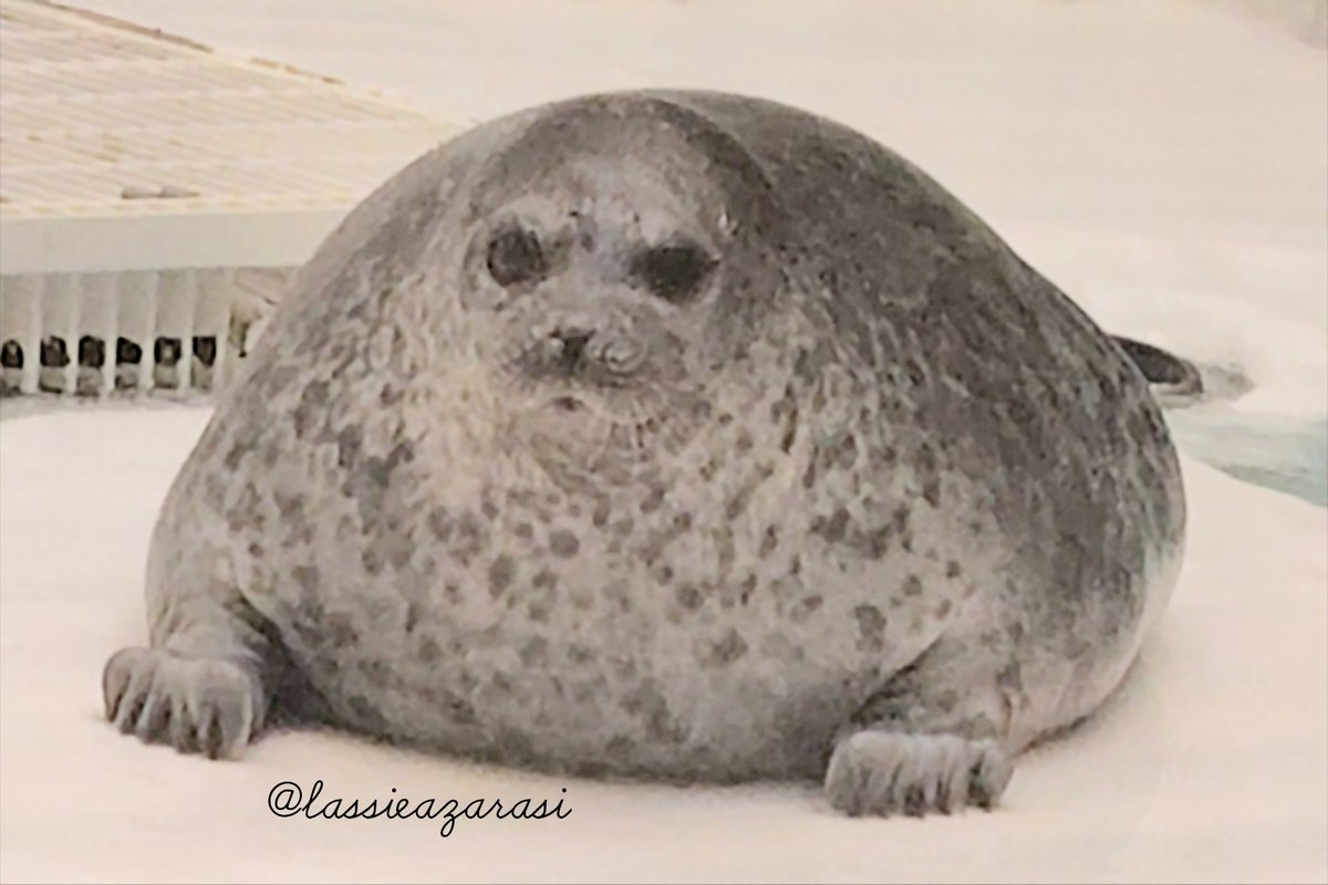 lassie99289125's tweet image. ユキちゃん Yuki
 #海遊館  #アザラシ  #seal