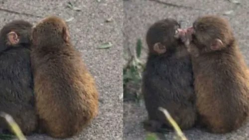 Au coeur des animaux tweet media