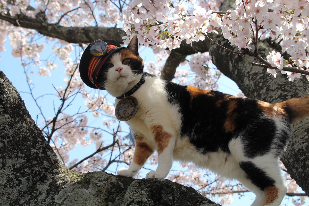 駅長たま tweet media