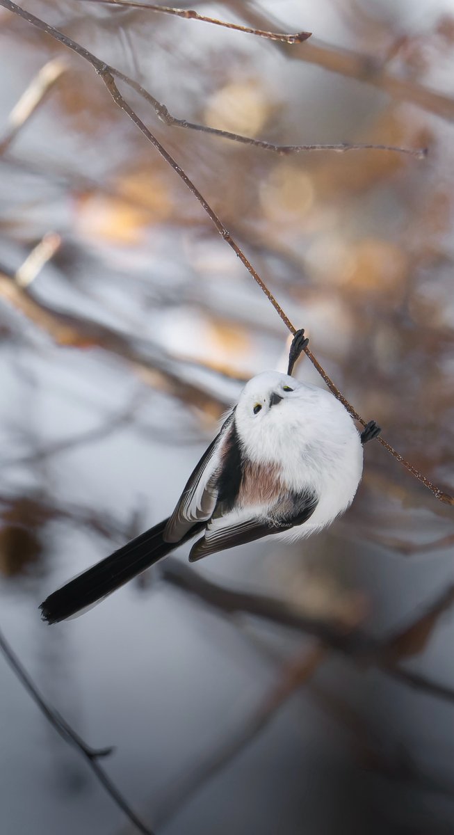 北のキャメラ@十勝でシマエナガ撮る人 tweet media