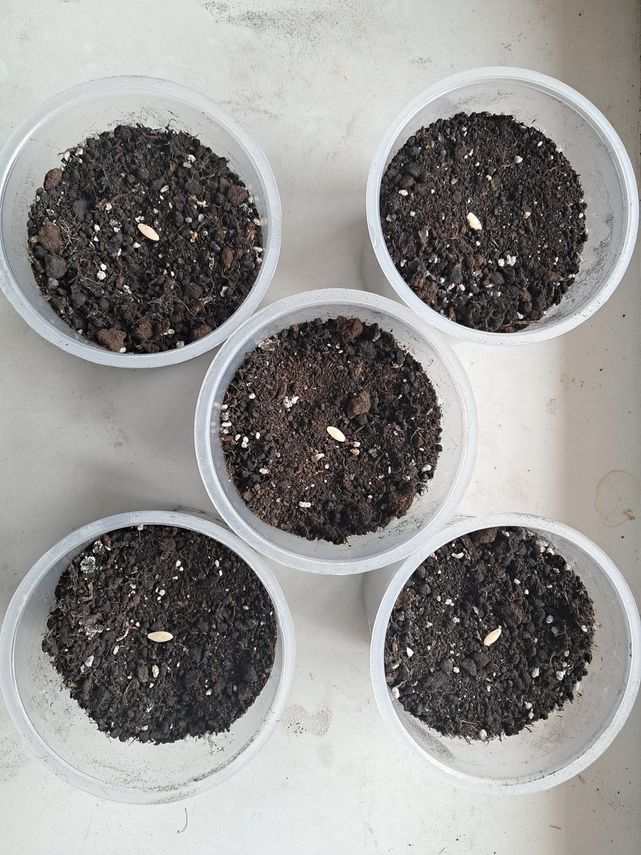 GrowingFarm tweet media