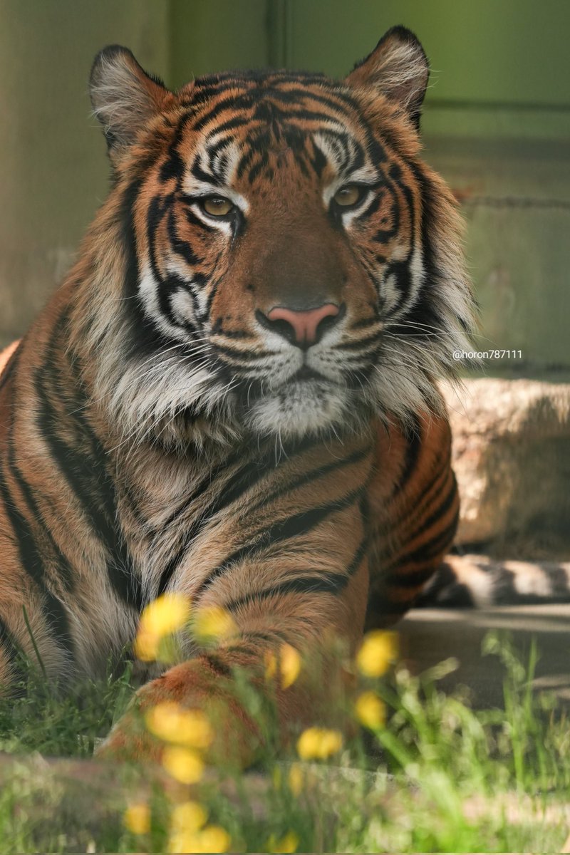 ホロン tweet media