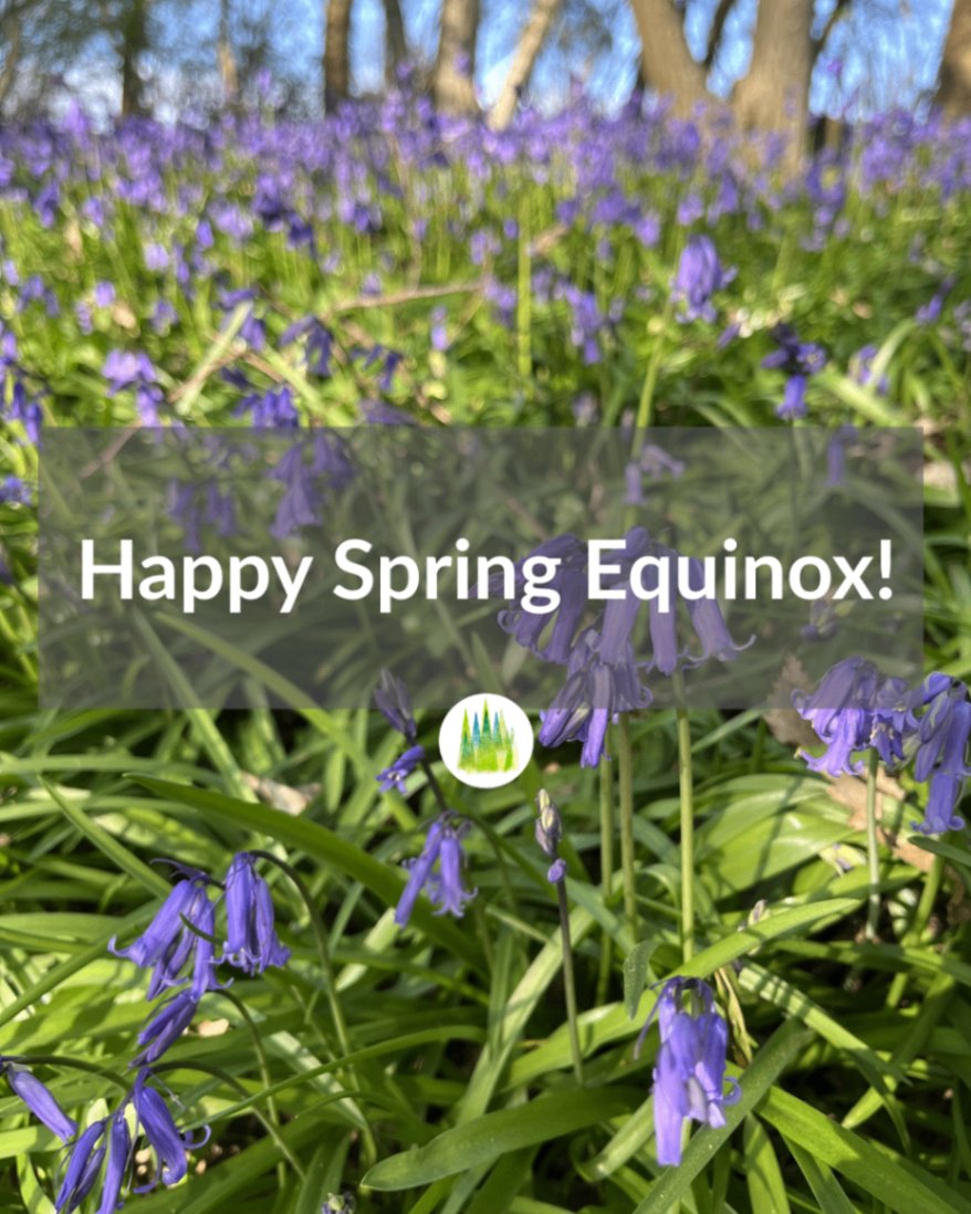 The Forest Bathing Institute tweet media