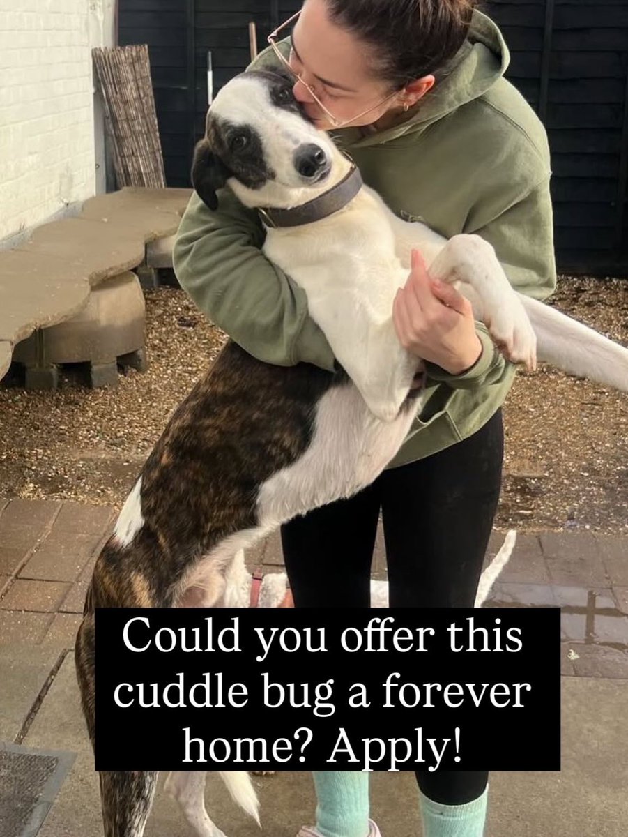 Animal Adoptions UK 🐕🦺🐈🐎❤️ tweet media