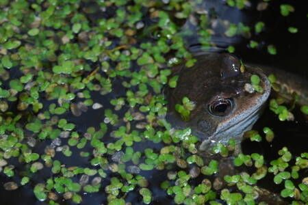 Muddy Faces tweet media