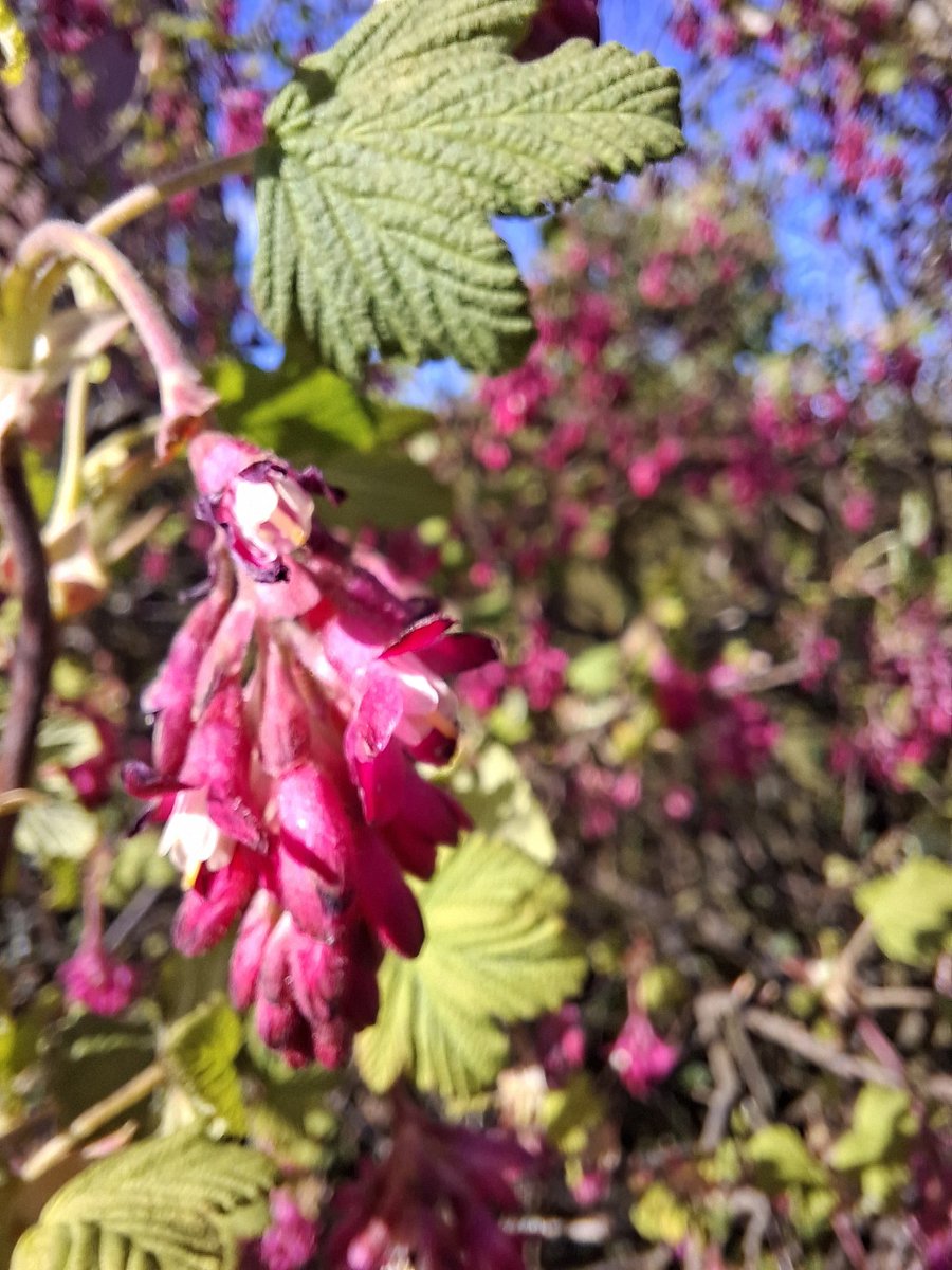 Iceview Nine tweet media