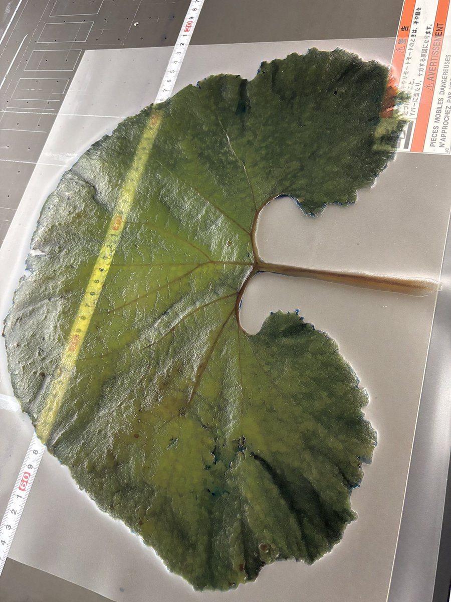 超空想素材研究部/超素研 tweet media