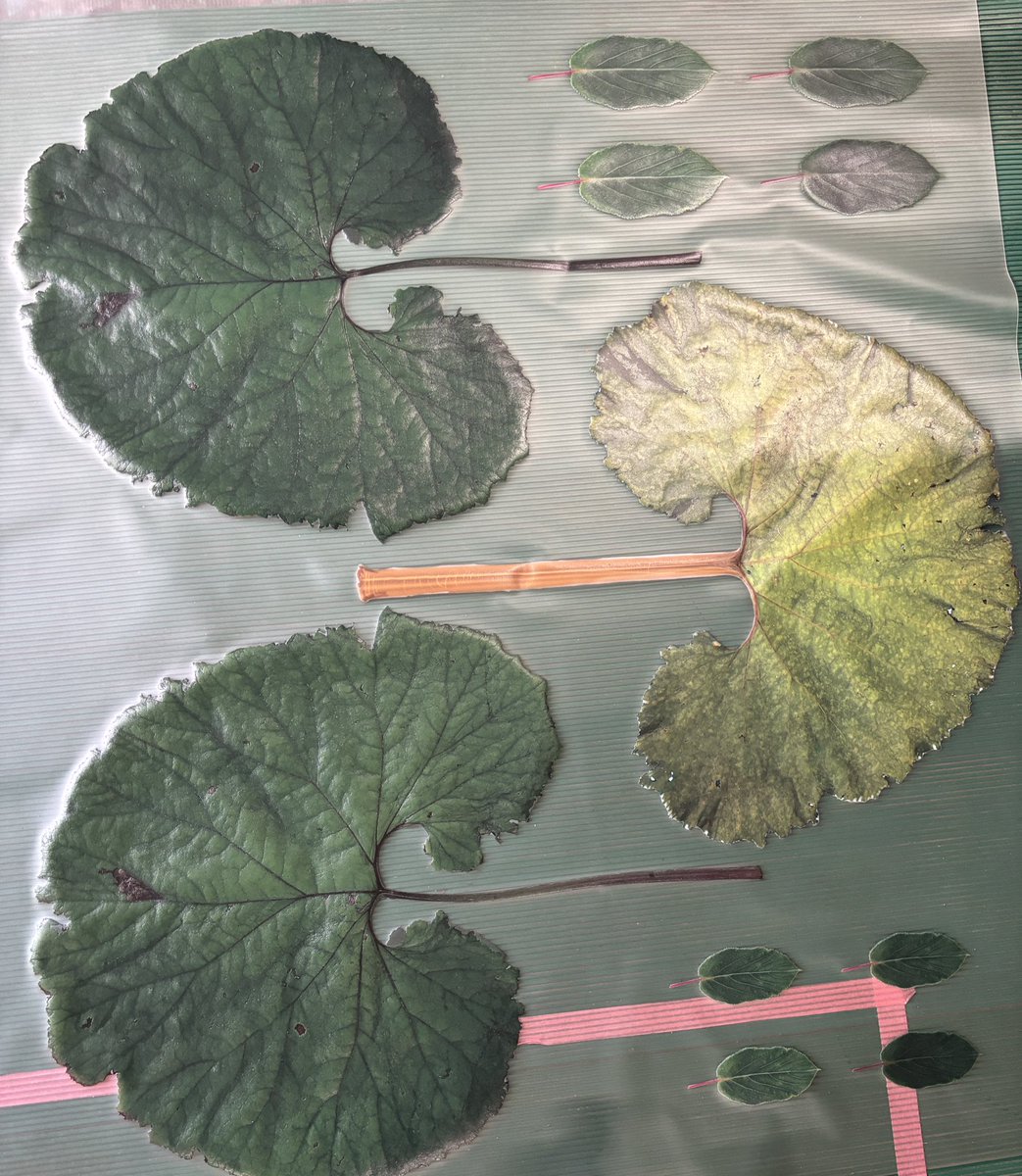 超空想素材研究部/超素研 tweet media