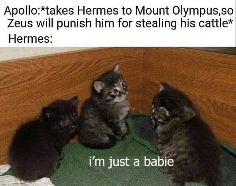 Classical Studies Memes tweet media