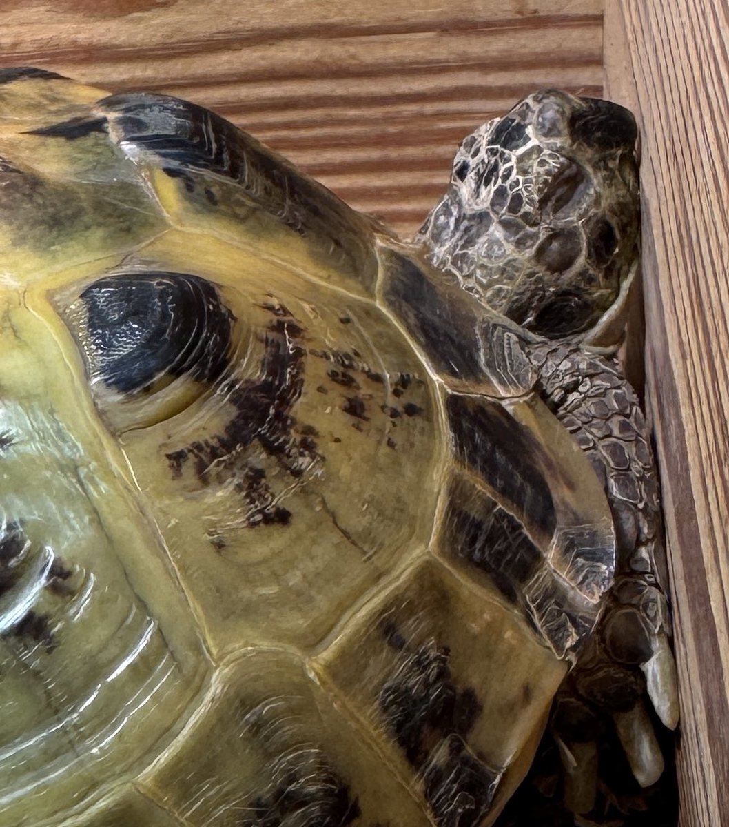 Gladys Beak 🐢 tweet media