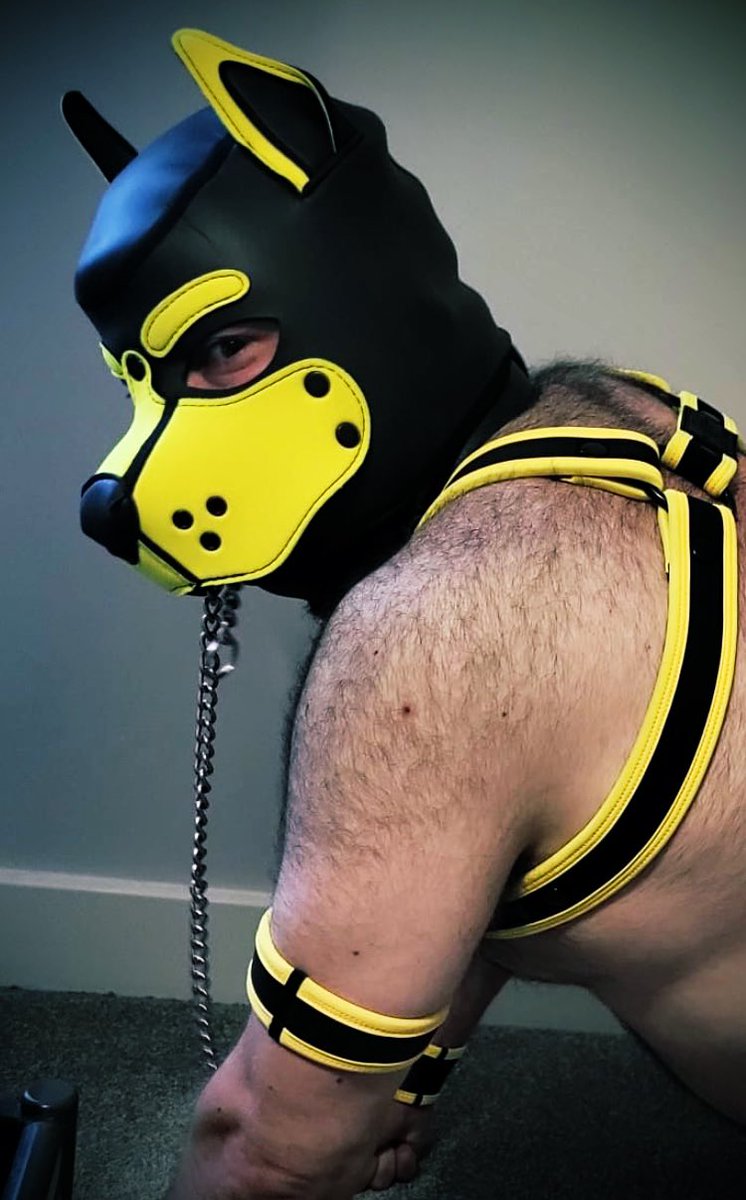 BullPup Torres ⛓️🖤💛⛓️ tweet media