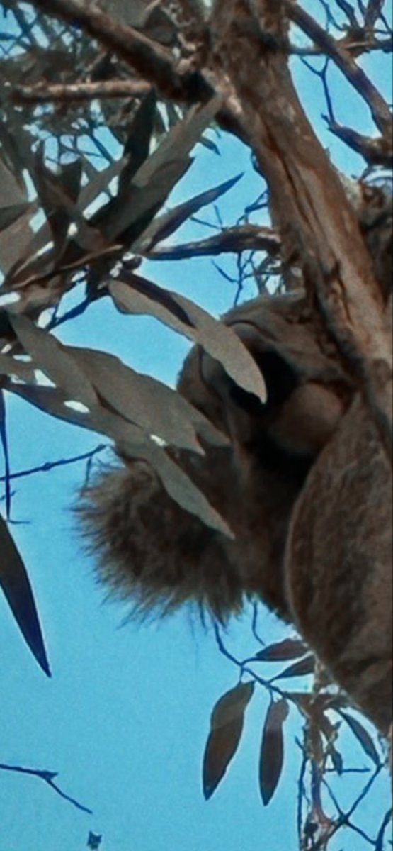 Pablo Miyagi tweet media