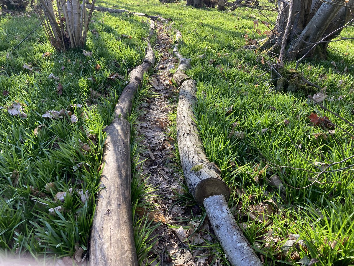 The English Oak Project tweet media