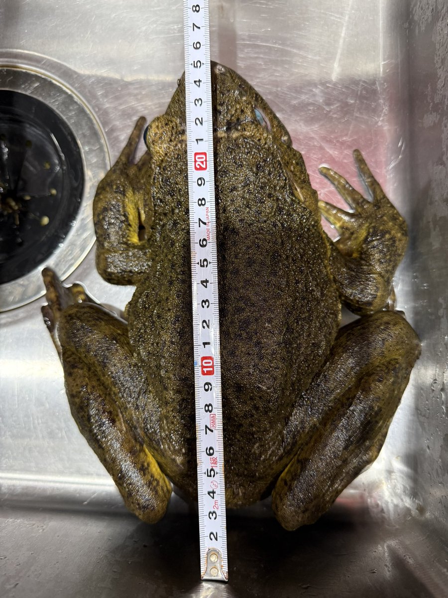 Reptile Shop LOJ tweet media