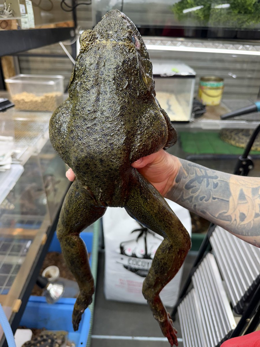 Reptile Shop LOJ tweet media