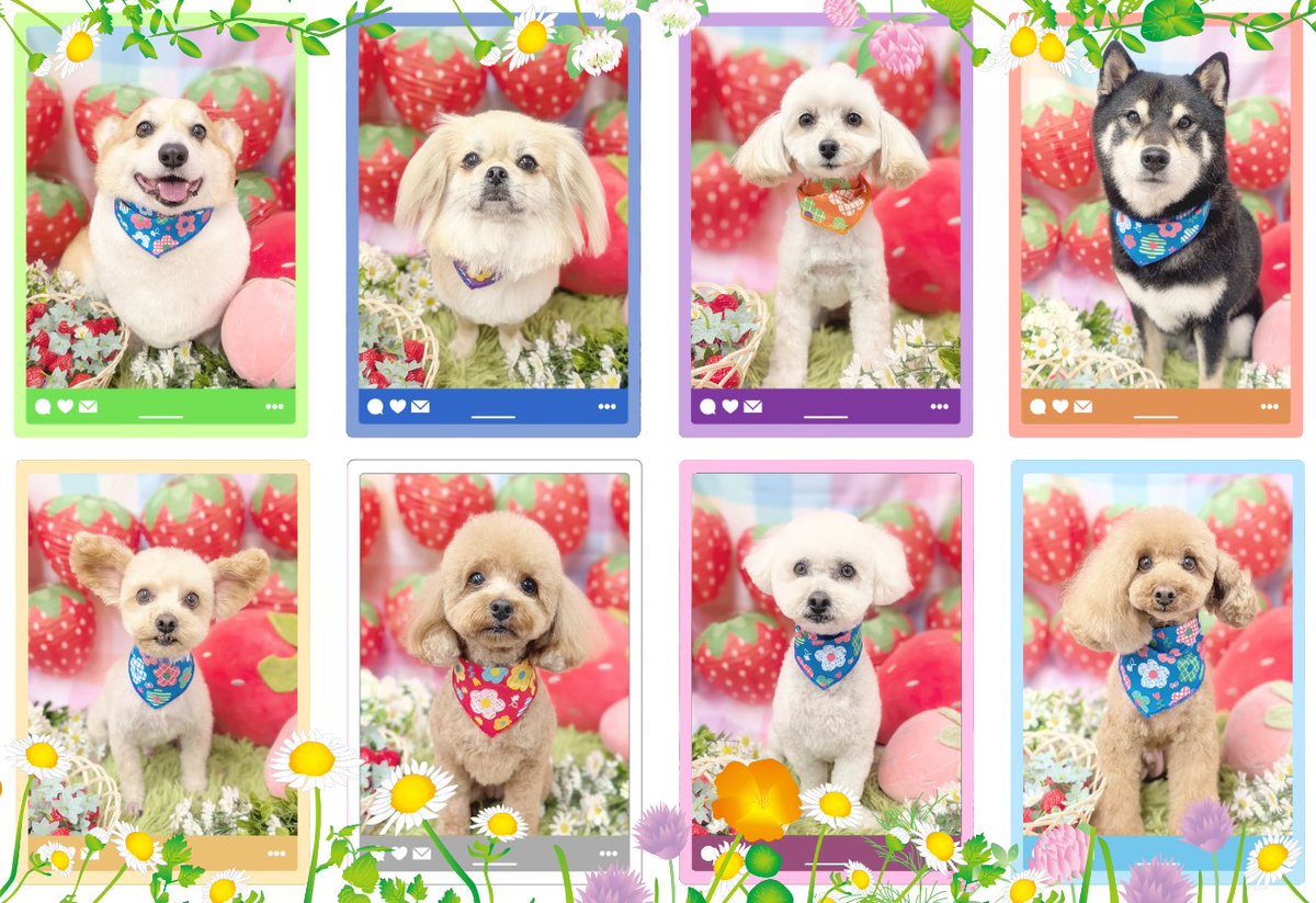 3/20 トリミングのお写真かも🦆

🌼instagram.com/p/DWGTipak1ls/…
🍓instagram.com/p/DWGT4AhE-Pi/…
🌼instagram.com/p/DWGVK5uE3rN/…

✼┈••✼••┈✼
#トリミングサロン
#ペットホテル #フリーサークル
#戸塚区 #栄区 #横浜
#マルプー #コーギー
#トイプードル #チワプー
#チワペキ #柴犬
#ペキプー #チワペキ