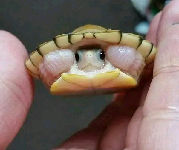 World's Amazing Things tweet media