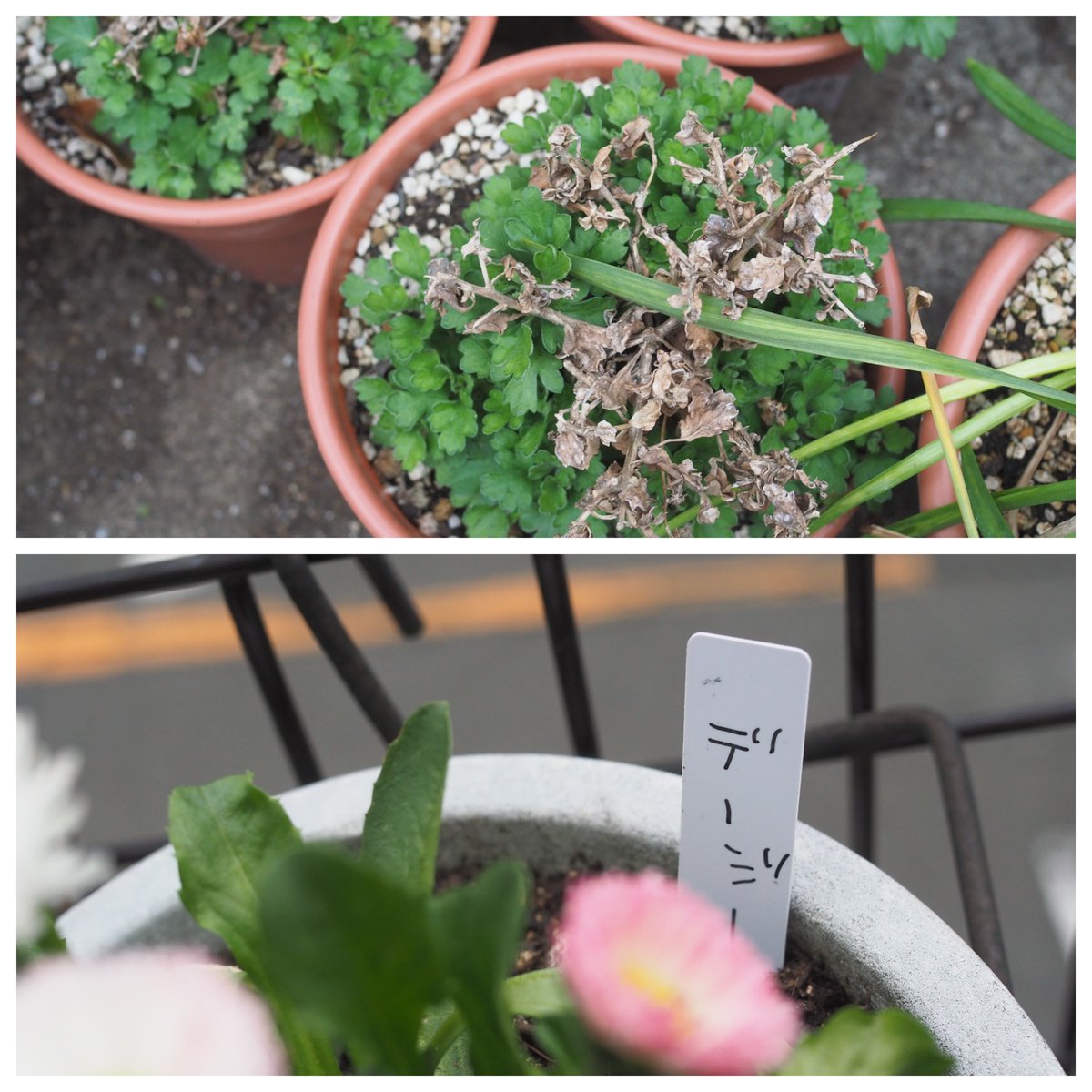 また
宿根草？の枯れた部分をとったり
鉢にネームプレートを付けたりした(*^-^*)

#園芸
#よっしー園芸にチャレンジ
#母の庭を引き継いで