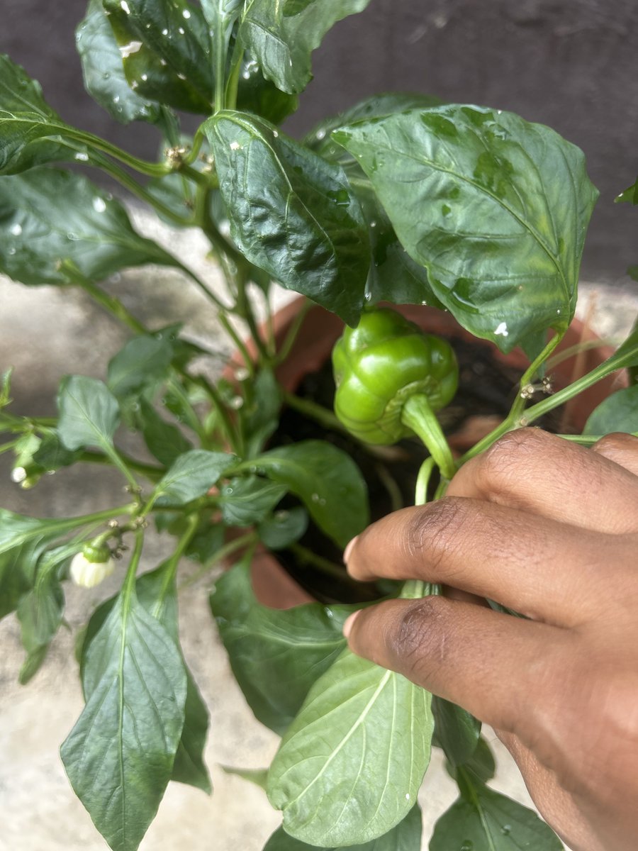 Mrs Adebayo tweet media