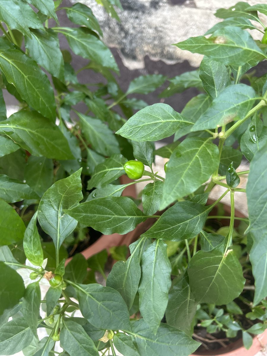 Mrs Adebayo tweet media