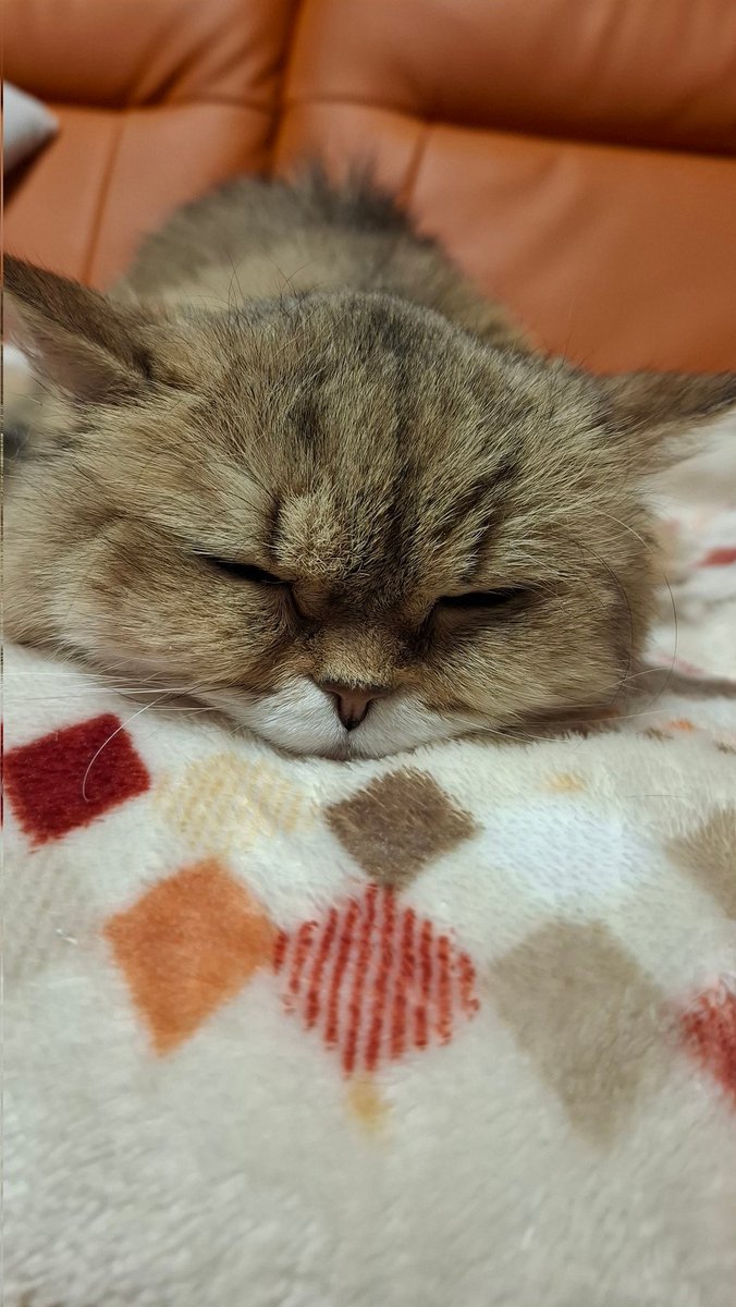 ふにゃふにゃ
とろりんの
あたち～～～～～(m--)m💤