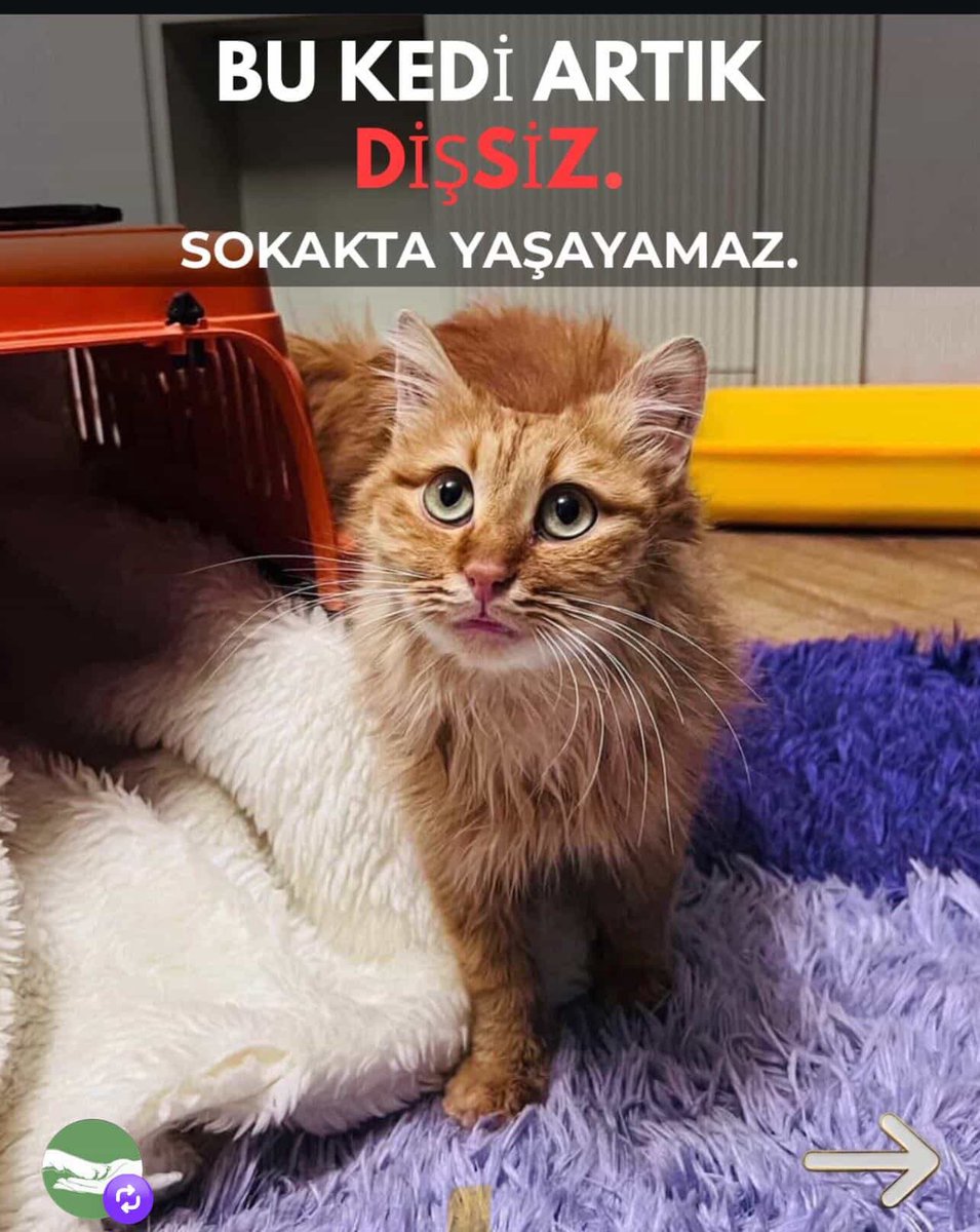 Geçici yuvasındaki süresi doldu…
Bu güzel yavru maalesef tekrar sokağa bırakılacak 😞

🐾 Henüz 11 aylık
🐾 Dişi
🐾 2 ameliyat geçirdi
🐾 Tüm dişleri çekildi

Bu haliyle sokakta yaşaması neredeyse imkansız…

İnstagram @semras_sweet_world
