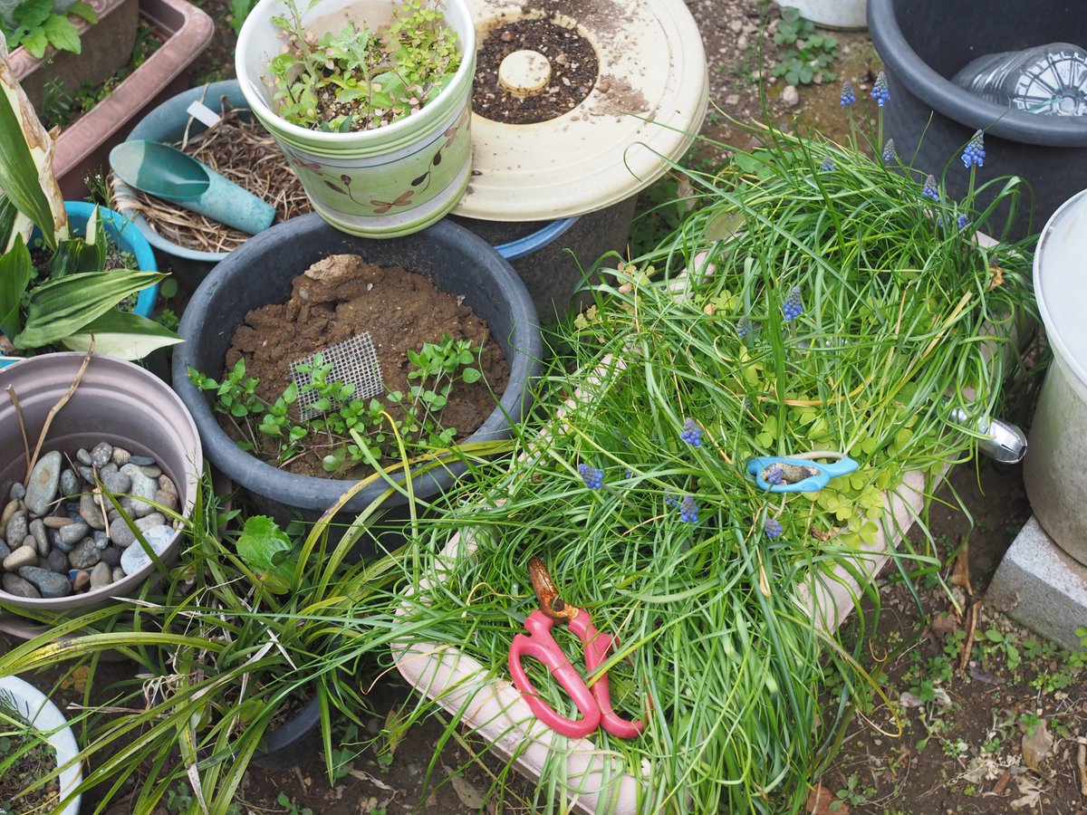 庭に整理するゾーンがあるが、
そこからムスカリが咲いていた。
よっしームスカリを助けようと思ったら、失敗した。
今、摘んで花瓶で育てればいいと思った（汗(*^-^*)

#園芸
#よっしー園芸にチャレンジ
#母の庭を引き継いで
