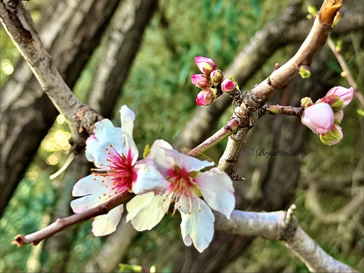 𓂀 Brigitte B ♡🇫🇷♡ tweet media