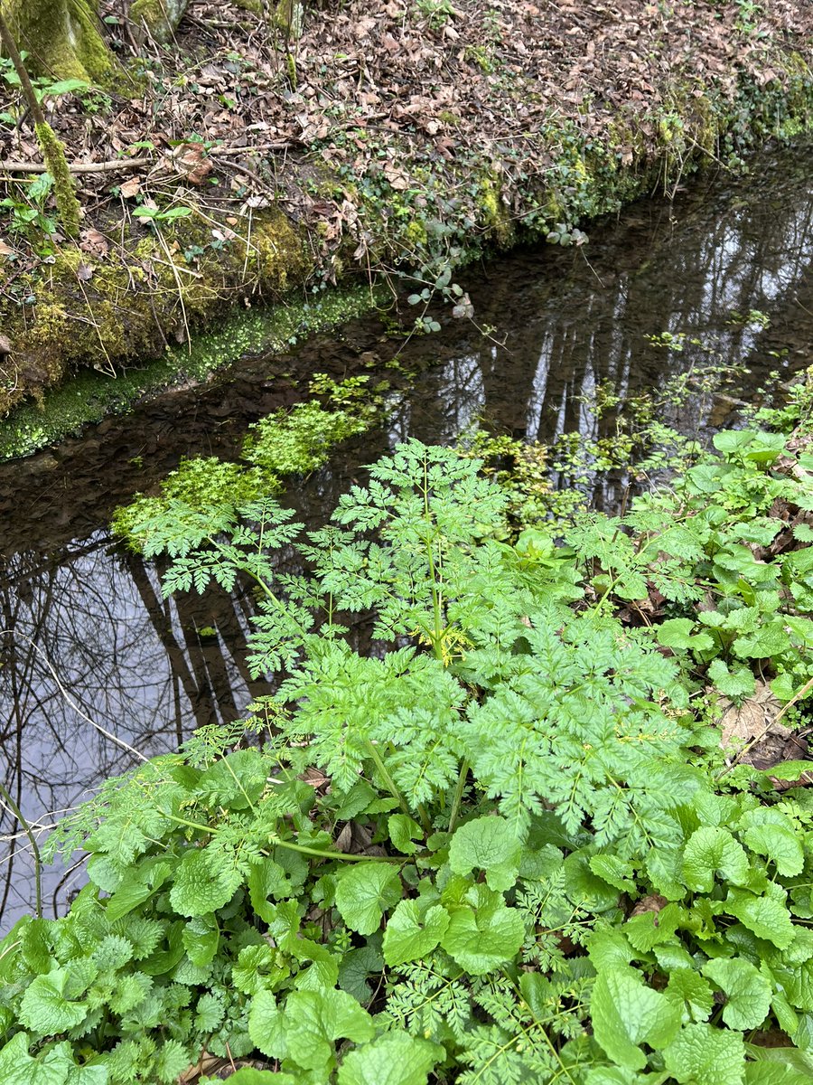 Russell ChalkStreamsInCrisis 🦇🦎🦇🦎 tweet media