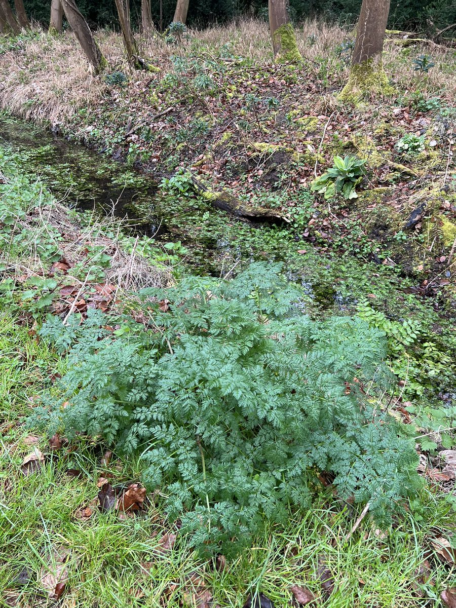 Russell ChalkStreamsInCrisis 🦇🦎🦇🦎 tweet media