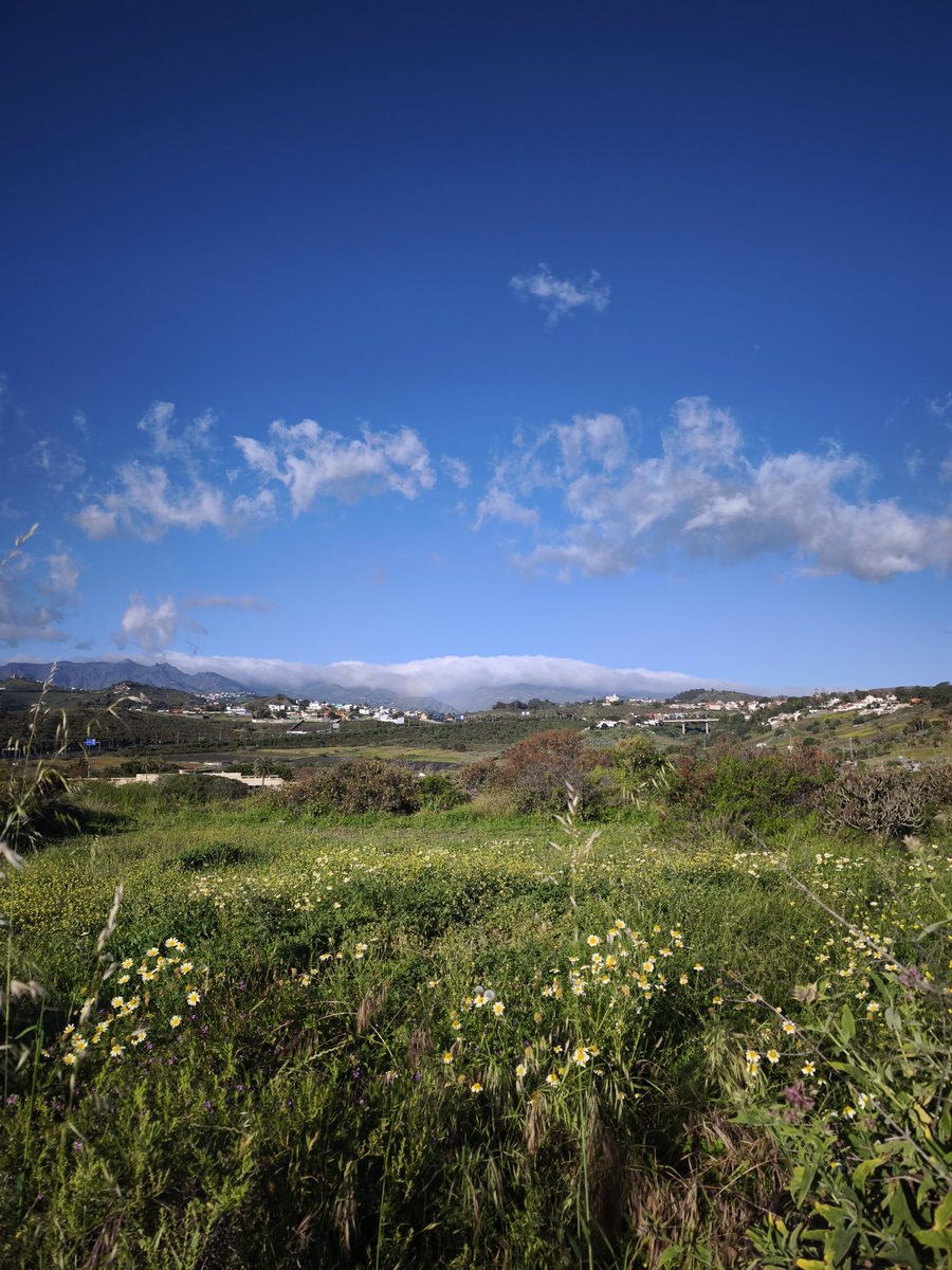 JM ᴄᴀɴᴀʀɪɪ ⵣ❂ tweet media