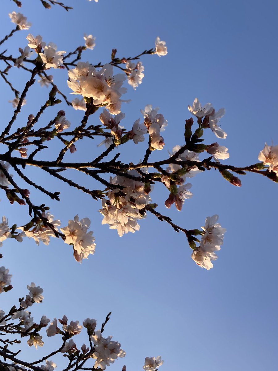 大矢康裕@山岳防災気象予報士「山岳気象遭難の真実‥過去と未来を繋いで遭難事故をなくす」 tweet media