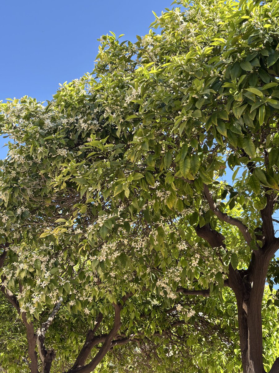 mdgraci's tweet photo. @VenetiaJane @TaQuIn_MaUvE @visitnorthyork @fred_manfrin The orange blossom of the orange trees. El azahar de los naranjos #Azahar #huerta #Primavera #Spring2026 #Printemps https://t.co/w3Pxtram9B