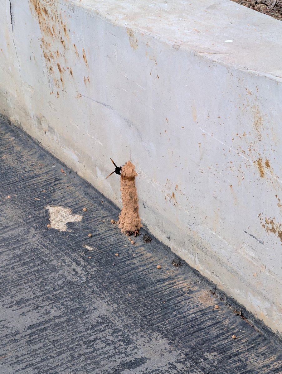 Natx Wang 🇸🇬🍟 tweet media