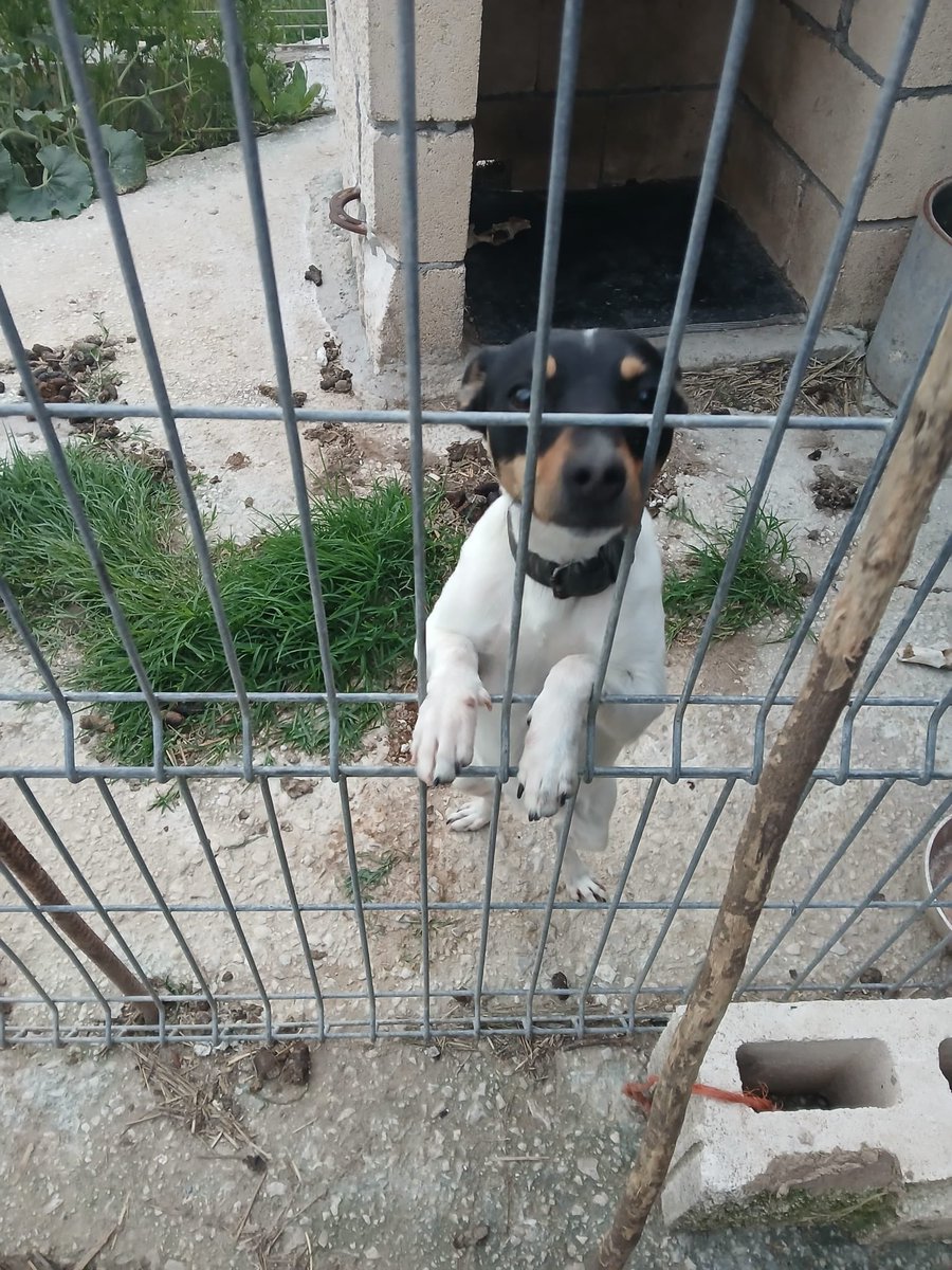 axlamadrid.org tweet media