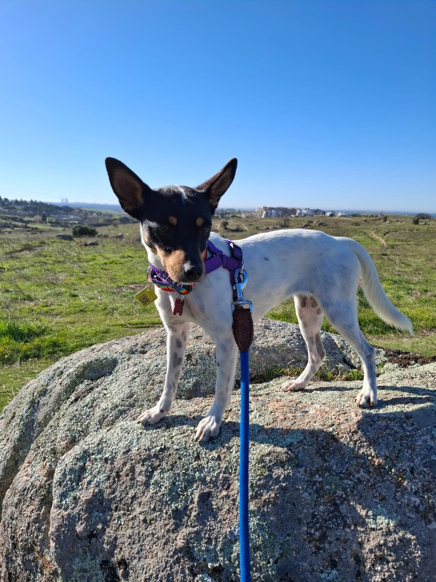 axlamadrid.org tweet media