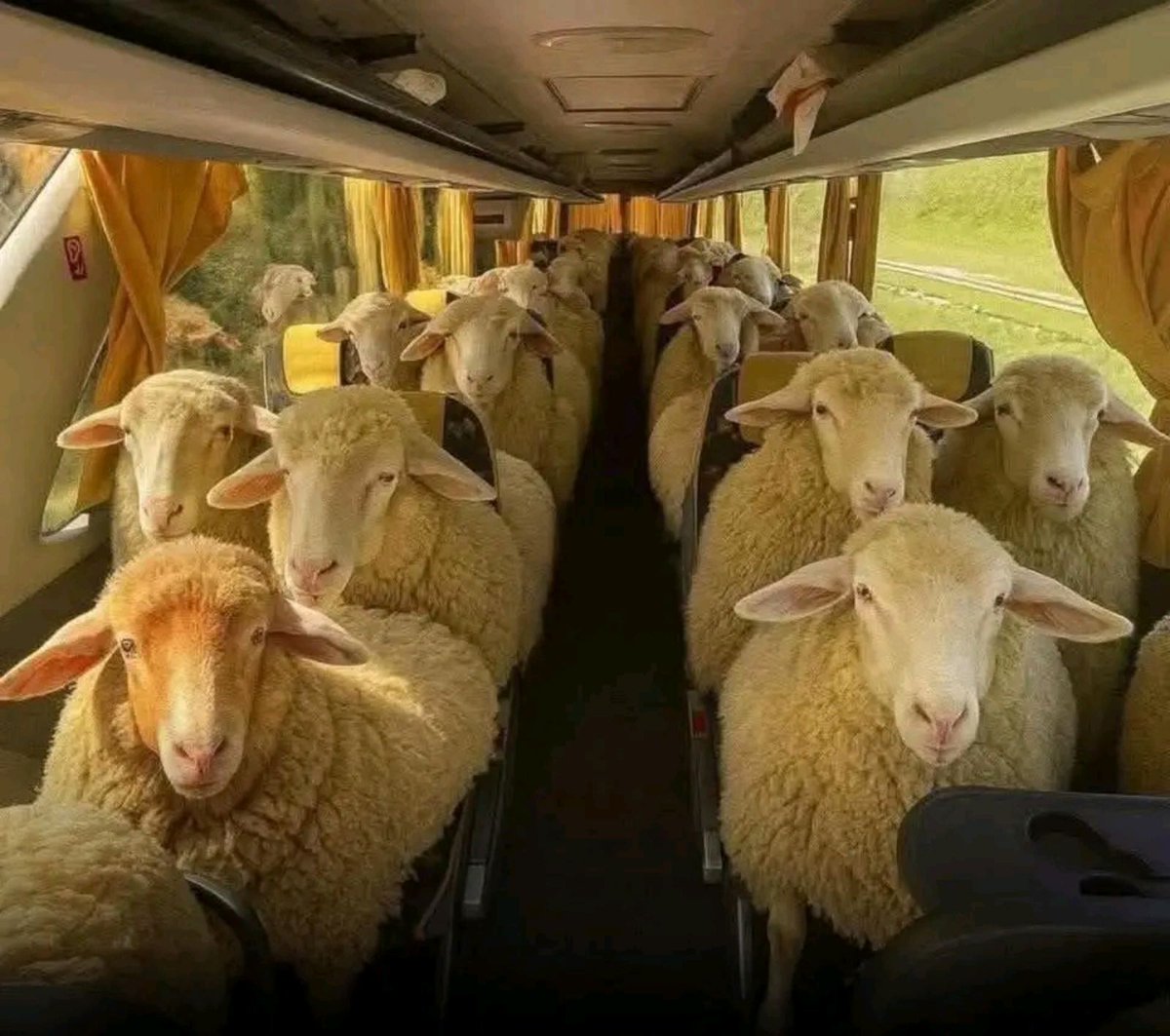 Tetkin lek tweet media